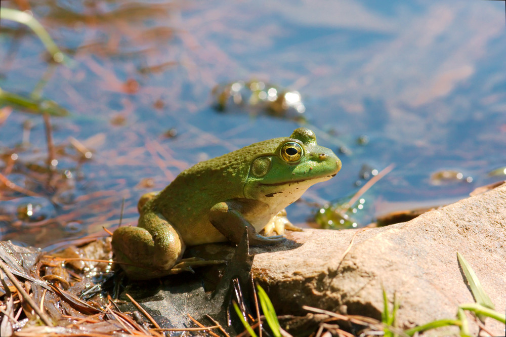 Portrait of a Frog