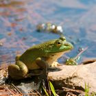 Portrait of a Frog