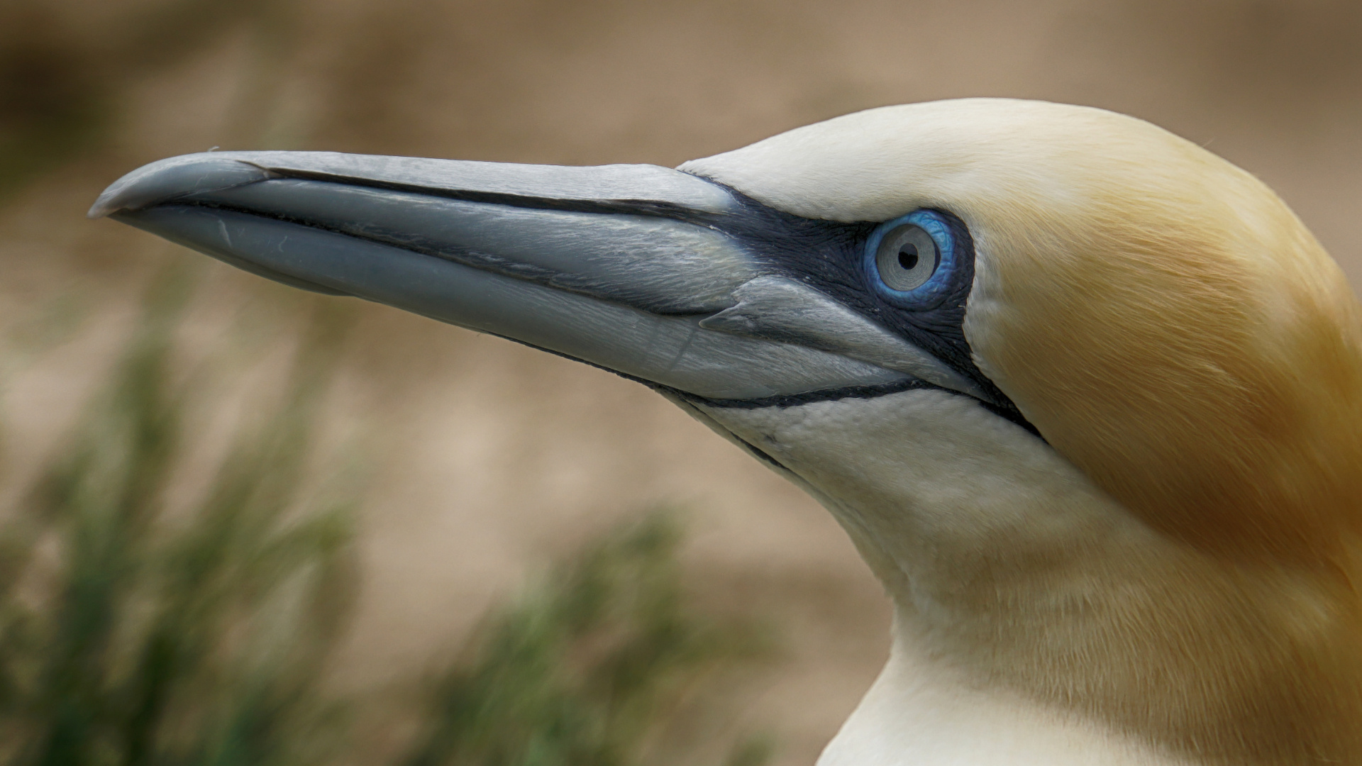 portrait of a gannet