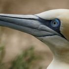 portrait of a gannet