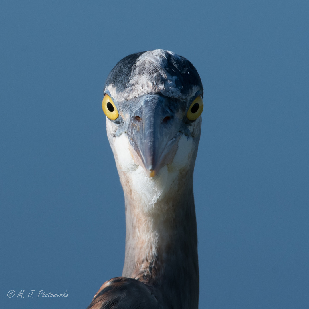 Portrait of a Great Blue Heron