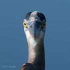 Portrait of a Great Blue Heron