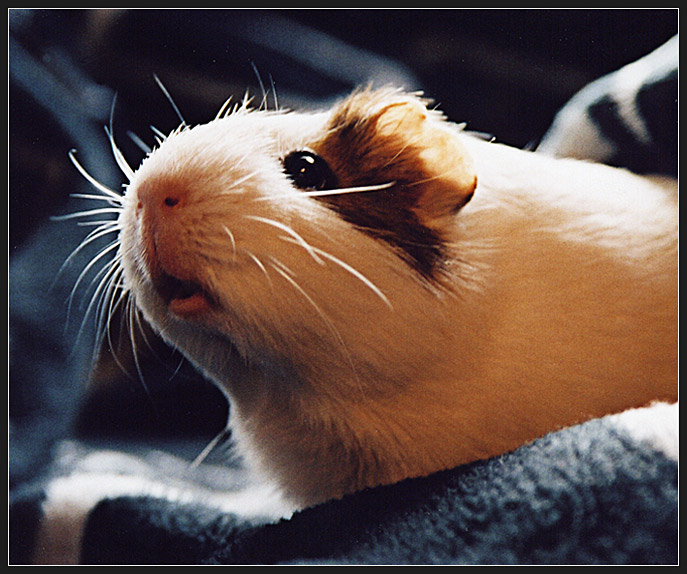 Portrait of a Guinea Pig