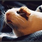 Portrait of a Guinea Pig