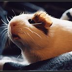 Portrait of a Guinea Pig