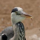 portrait of a heron