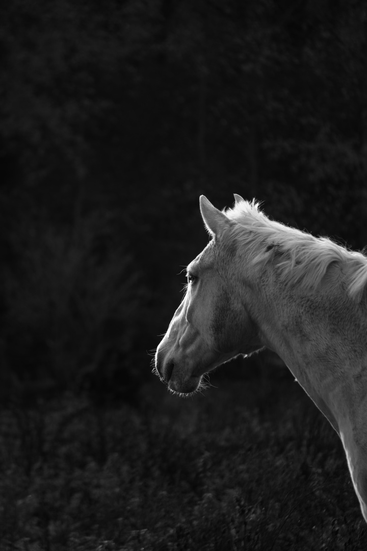 Portrait of a Horse