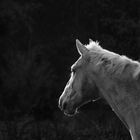 Portrait of a Horse