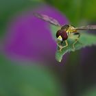 Portrait of a Hoverfly