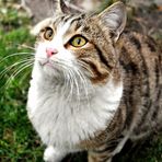 Portrait of A Kitten As A Young Cat :-)