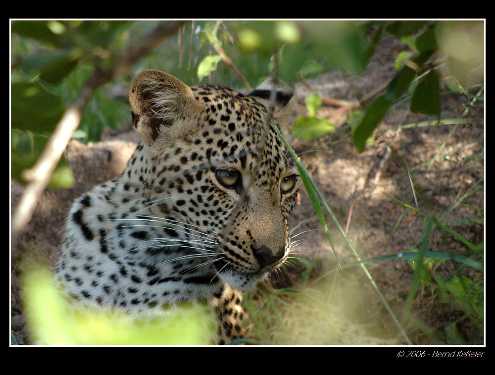 Portrait of a Leopard