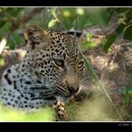 Portrait of a Leopard