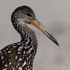 PORTRAIT OF A LIMPKIN / PORTRAIT EINES LIMPKINS