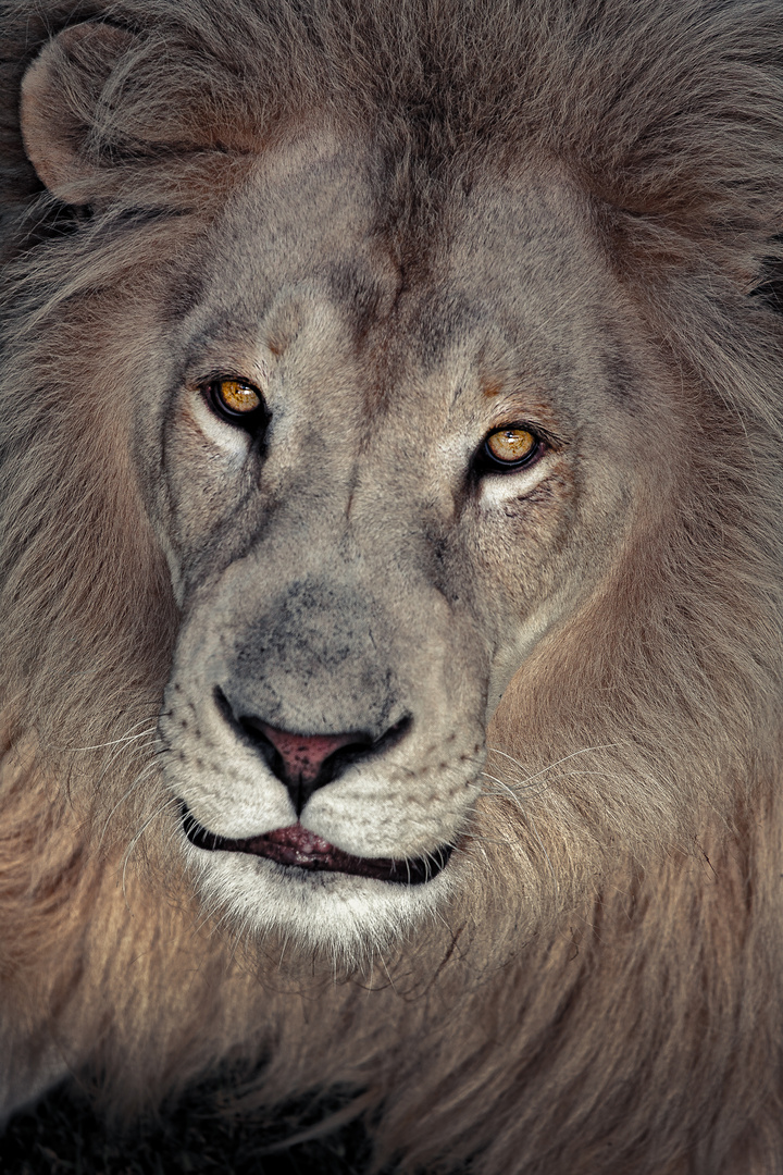 Portrait of a Lion