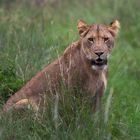 Portrait of a Lioness