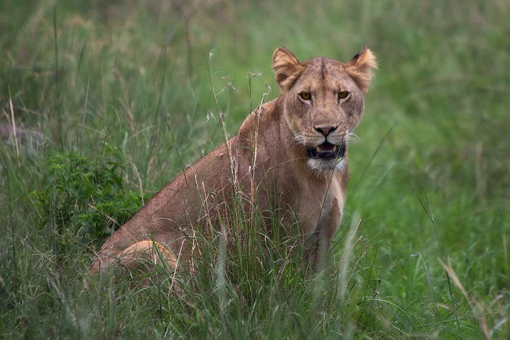 Portrait of a Lioness