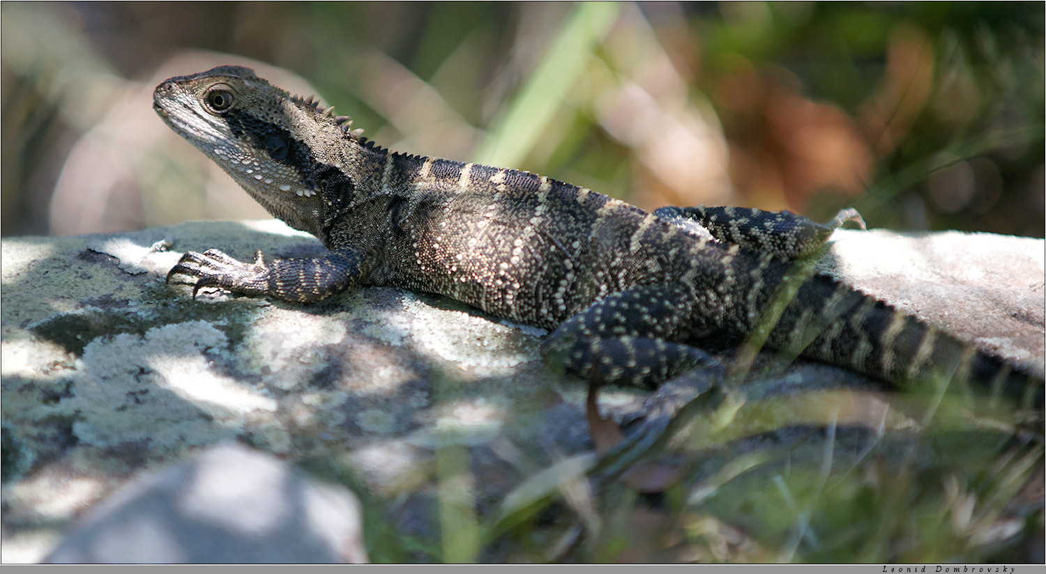 Portrait of a lizard