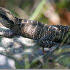 Portrait of a lizard