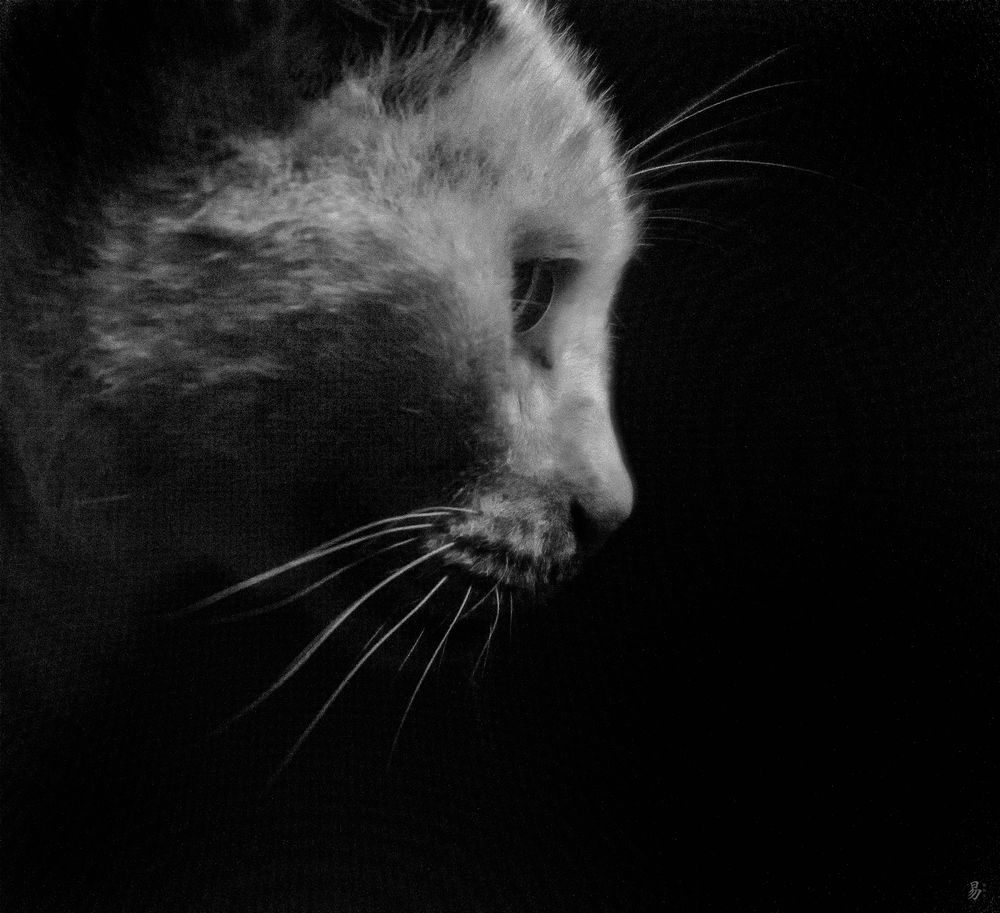 portrait of a night-cat