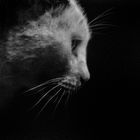 portrait of a night-cat