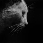 portrait of a night-cat