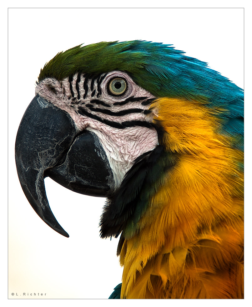 :| ... portrait of a parrot |: