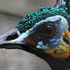 Portrait of a Peacock