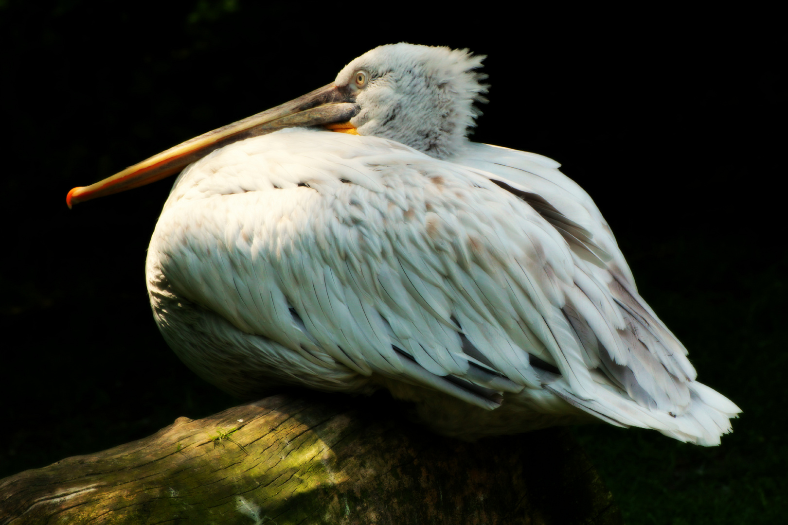 Portrait of a Pelican