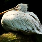 Portrait of a Pelican