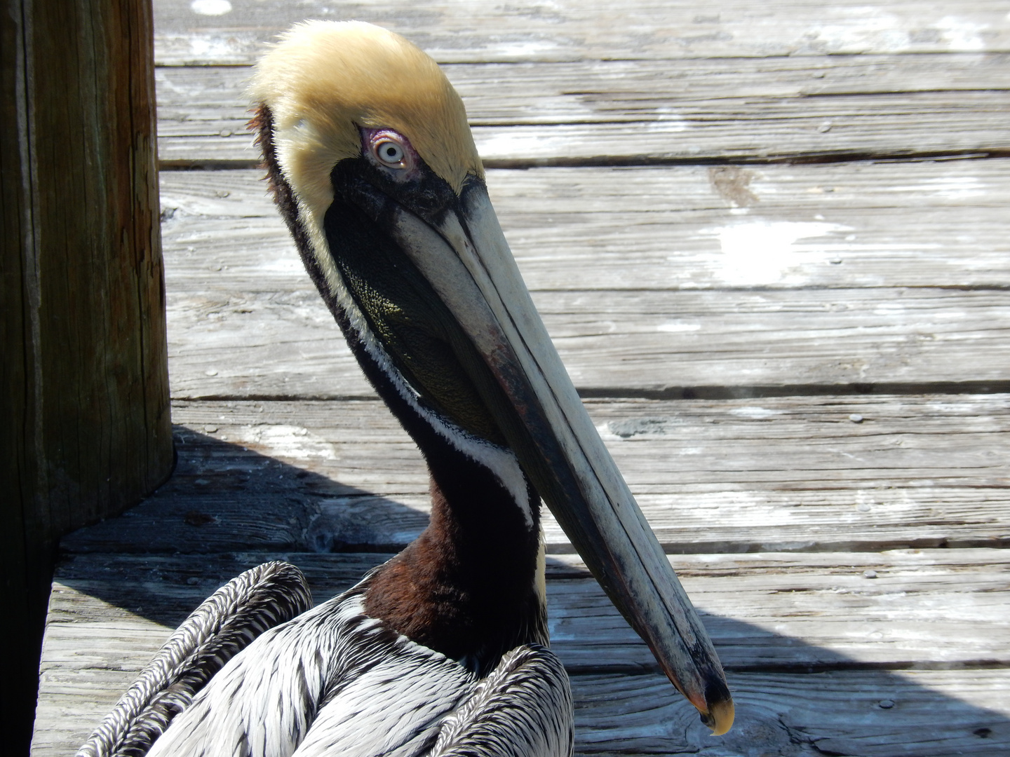 Portrait of a pelican...