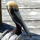 Portrait of a pelican...