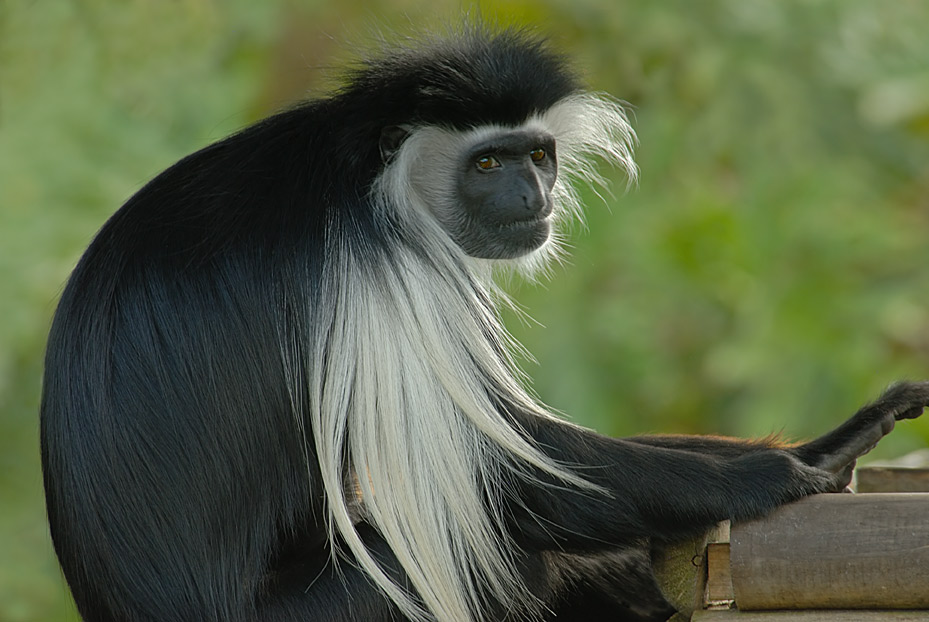 Portrait of a Primate