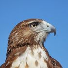 Portrait of a Red Tailed Buzzard