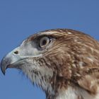 Portrait of a Red Tailed Buzzard