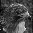 Portrait of a Red Tailed Hawk...