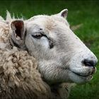 Portrait of a Scottish Ewe.....