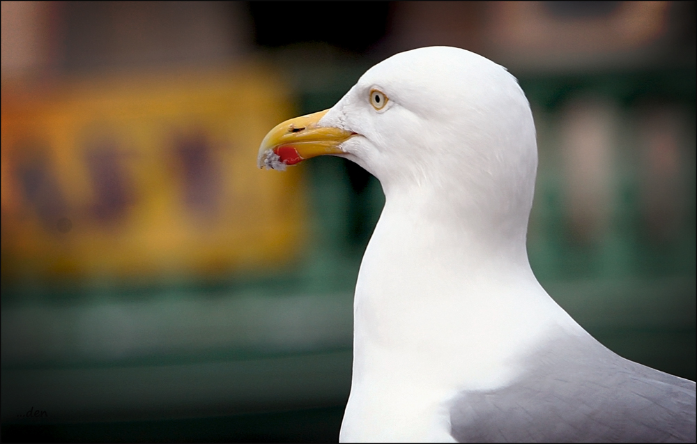 Portrait of a Seagull .......