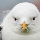 portrait of a seagull