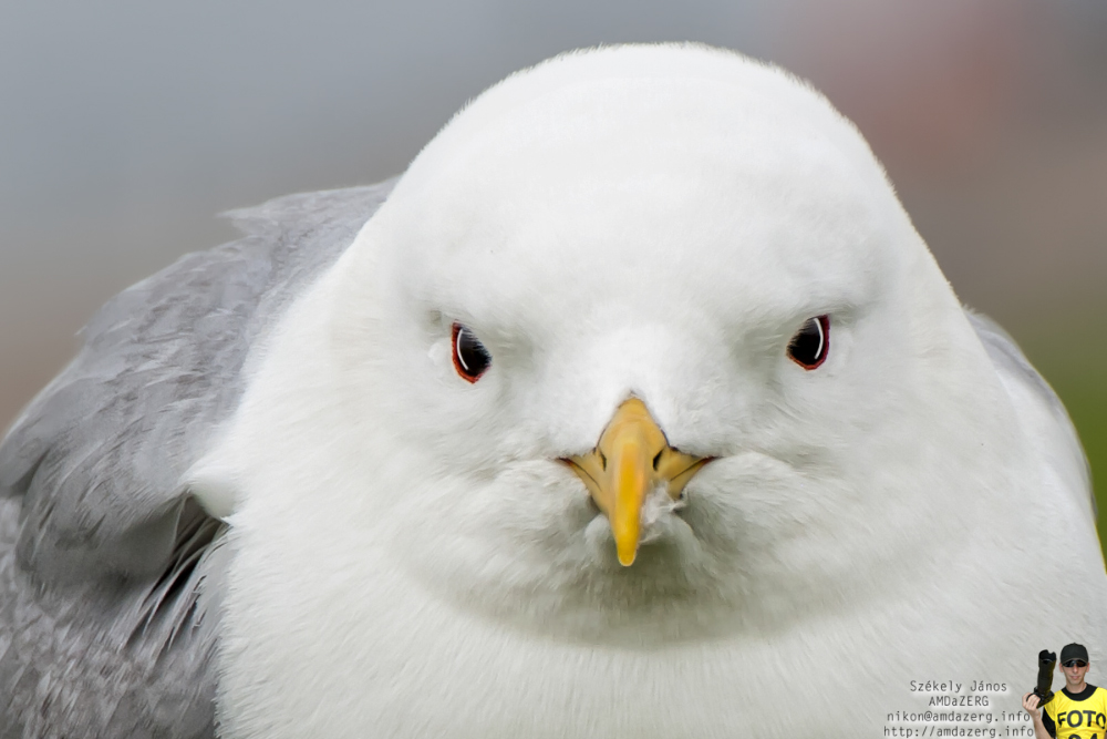 portrait of a seagull