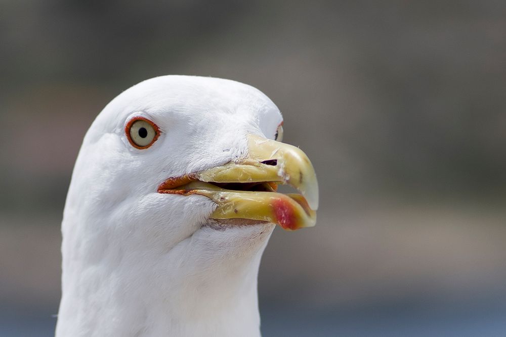 Portrait of a Seagull