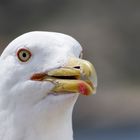 Portrait of a Seagull