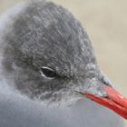 Portrait Of A Seagull