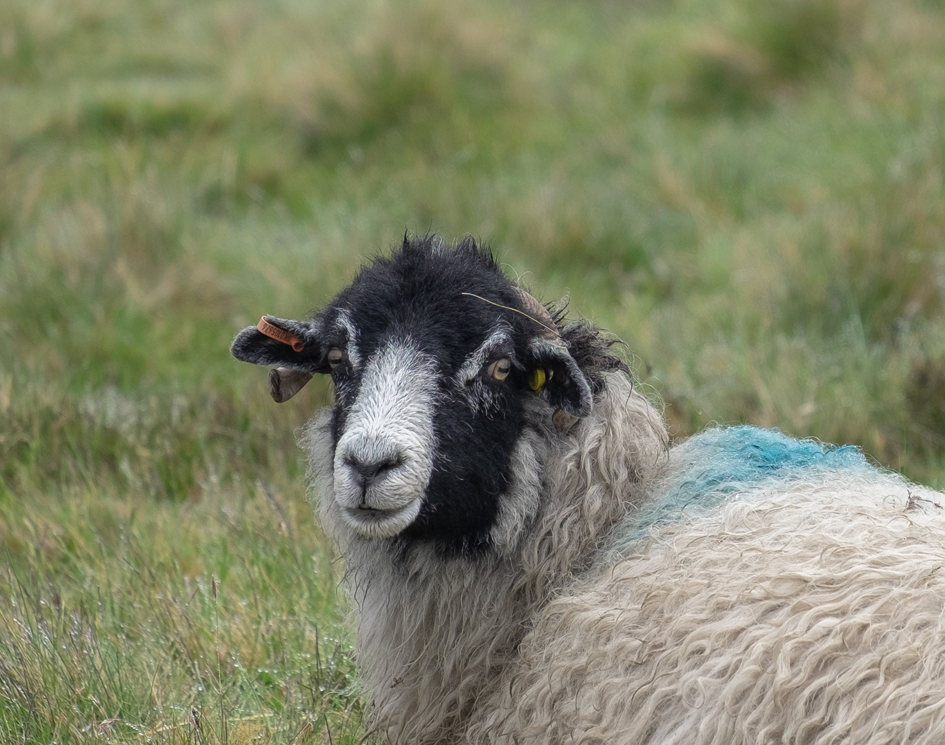 "Portrait of a Sheep"