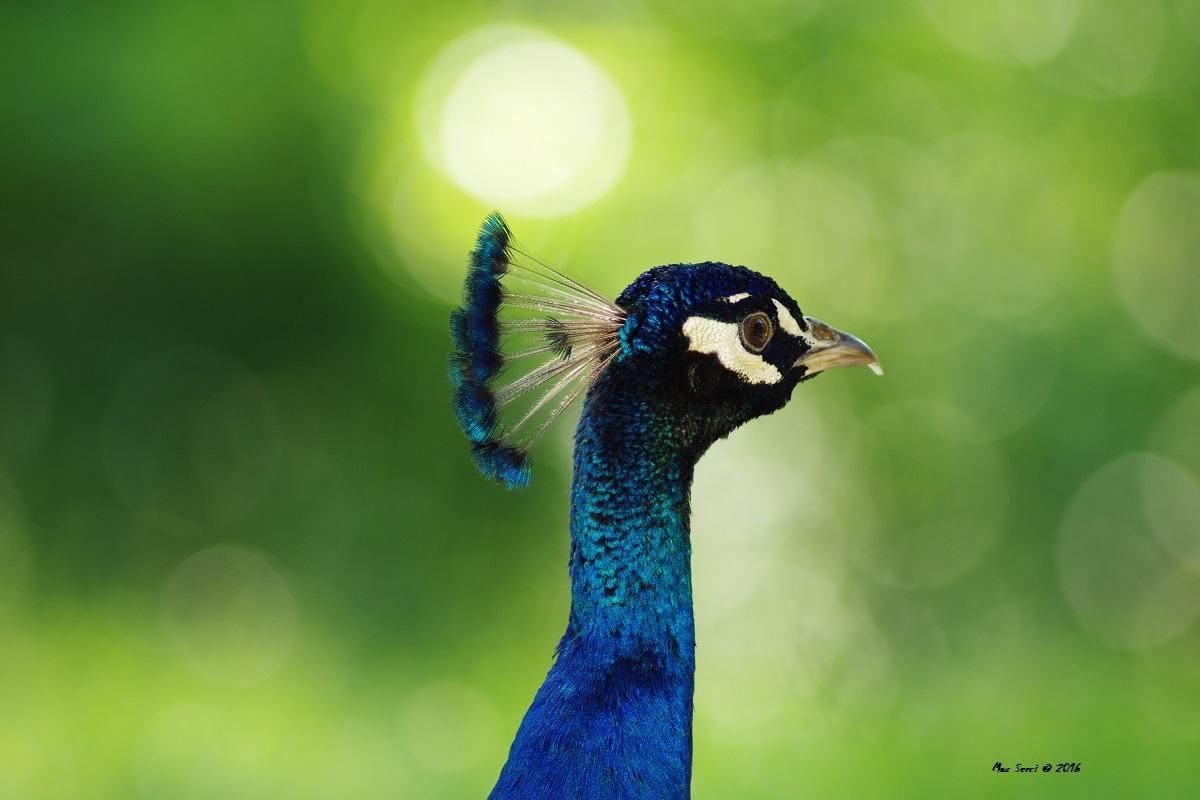 Portrait of a shy peacock