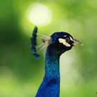 Portrait of a shy peacock