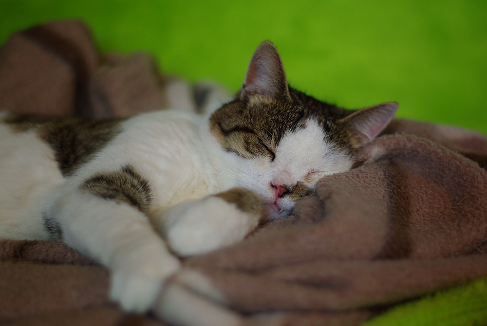 portrait of a sleeping zufrieden cather