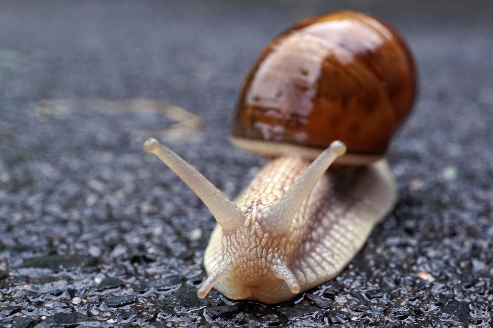 Portrait of a slug