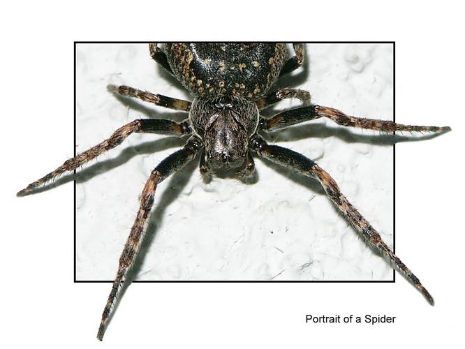 Portrait of a spider