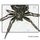 Portrait of a spider