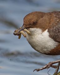 Portrait of a successful dipping hunter